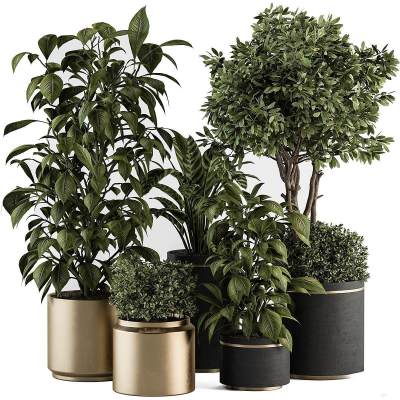 现代植物盆栽组合 绿植盆栽